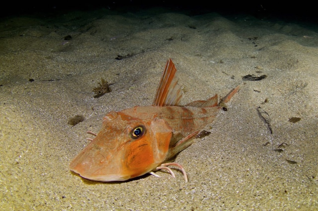 Tub Gurnard
