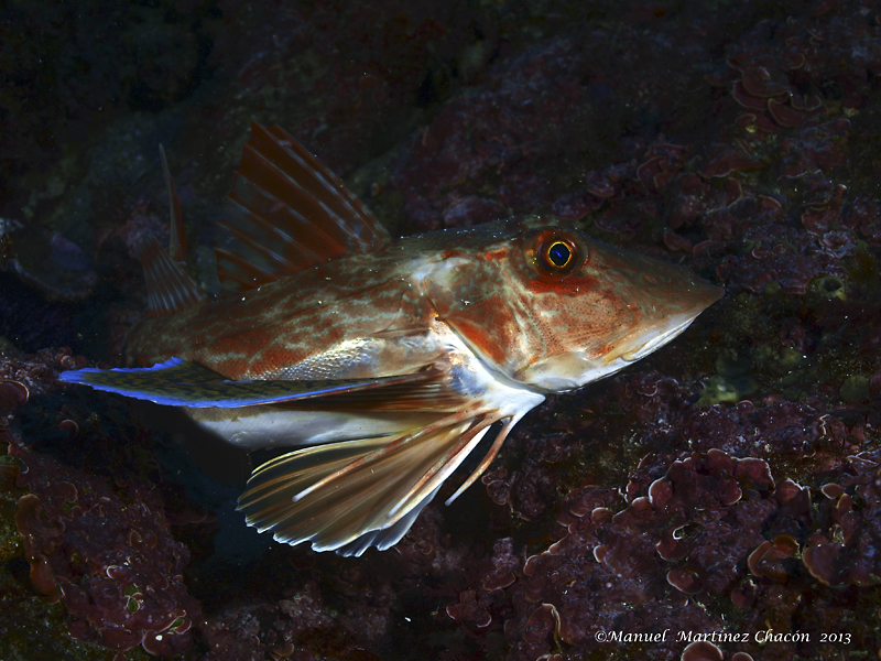 Tub Gurnard