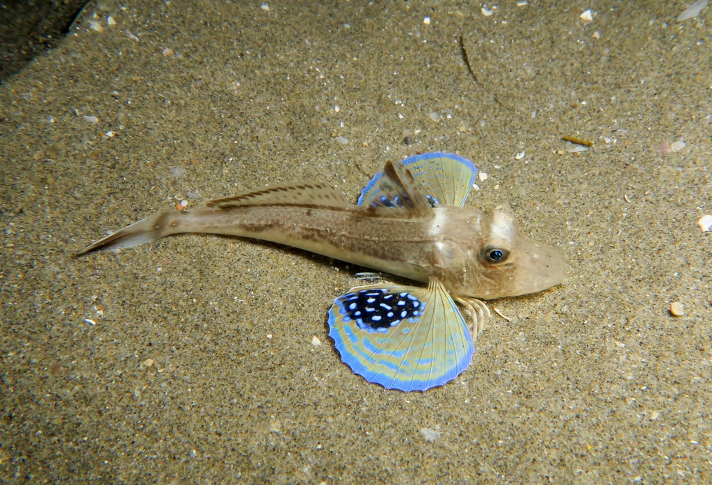 Tub Gurnard
