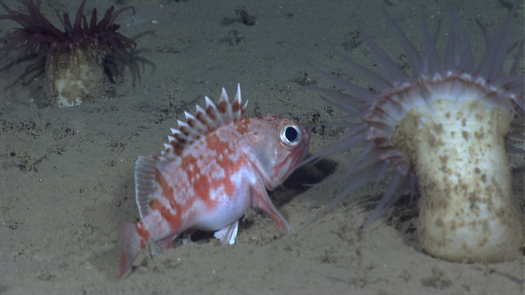 Blackbelly Rosefish