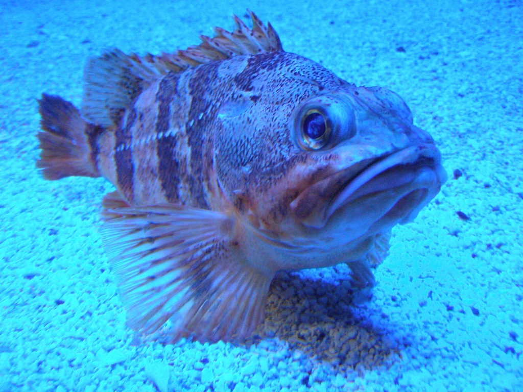 Blackbelly Rosefish
