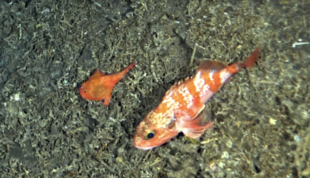 Blackbelly Rosefish