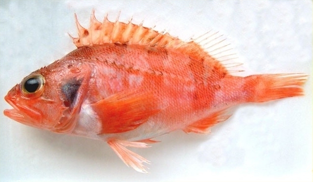 Blackbelly Rosefish