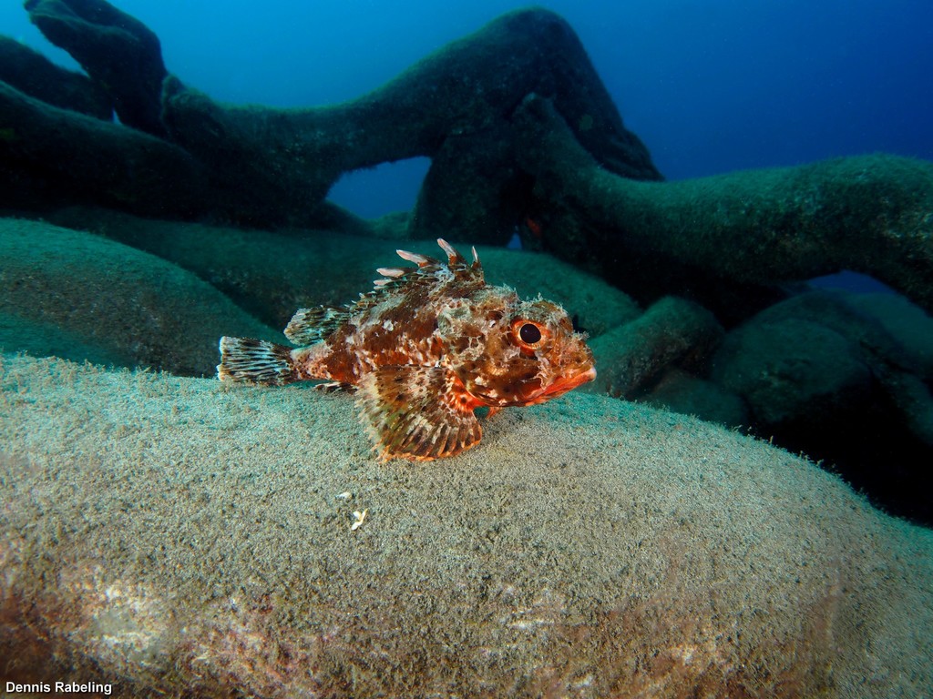 Small Red Scorpionfish