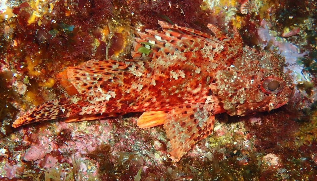 Small Red Scorpionfish