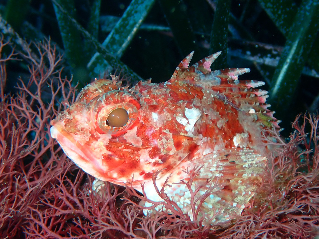 Small Red Scorpionfish