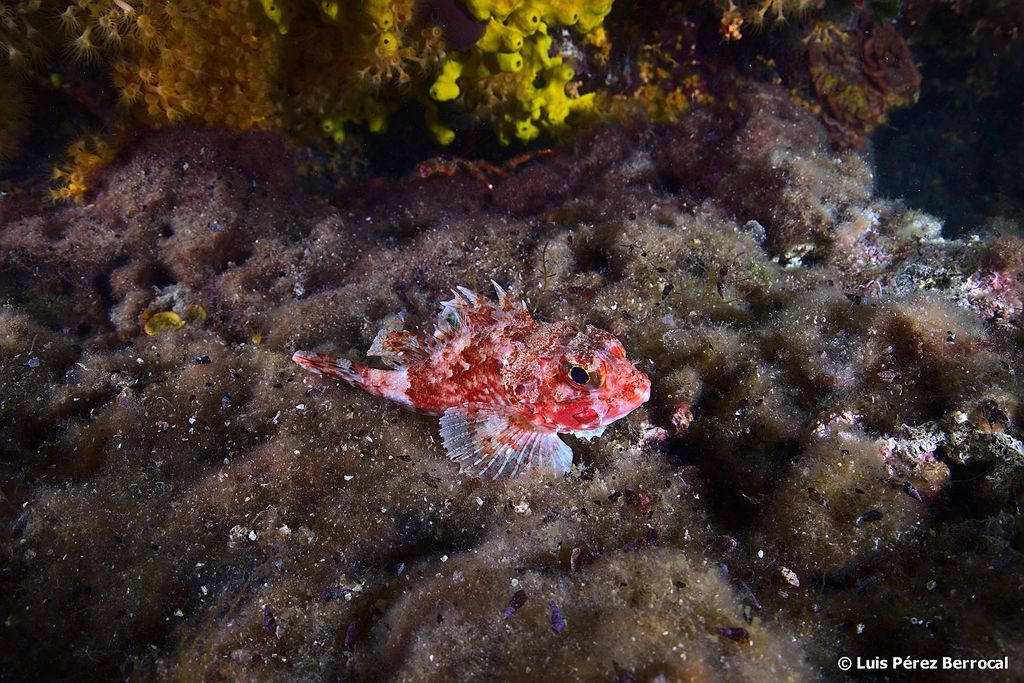 Small Red Scorpionfish