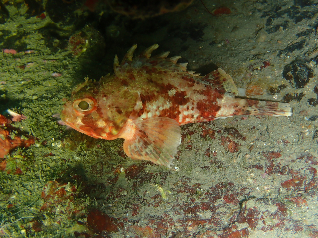 Small Red Scorpionfish