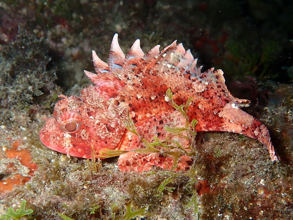 Small Red Scorpionfish