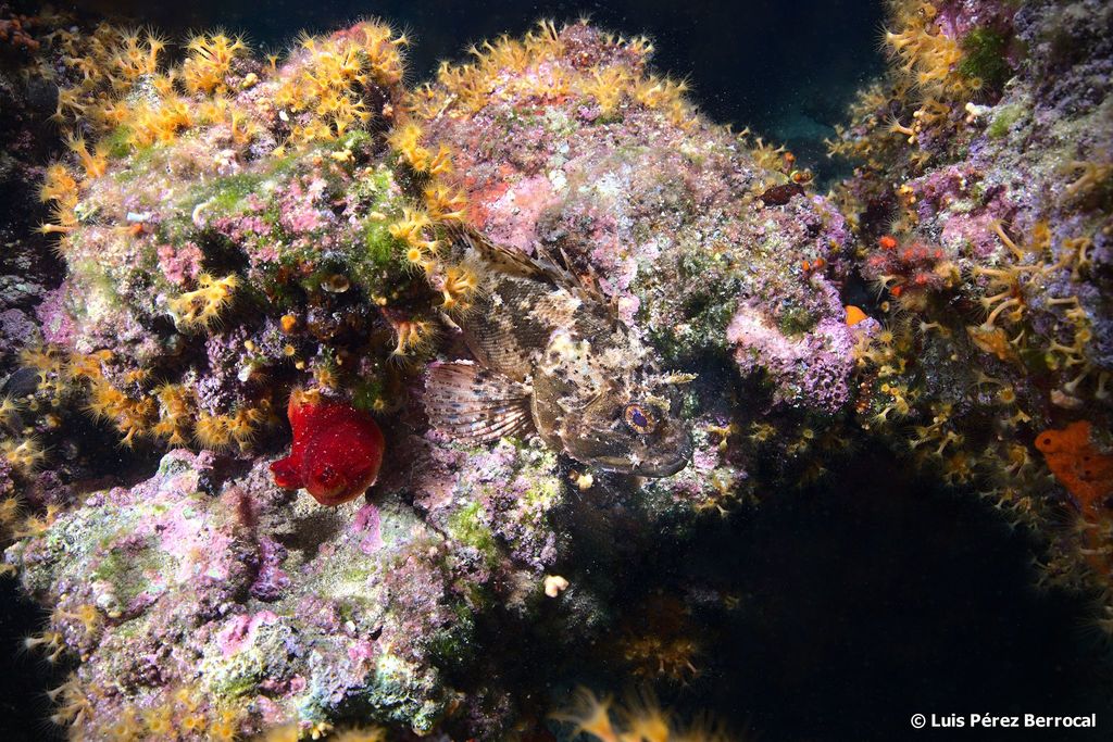 Black Scorpionfish