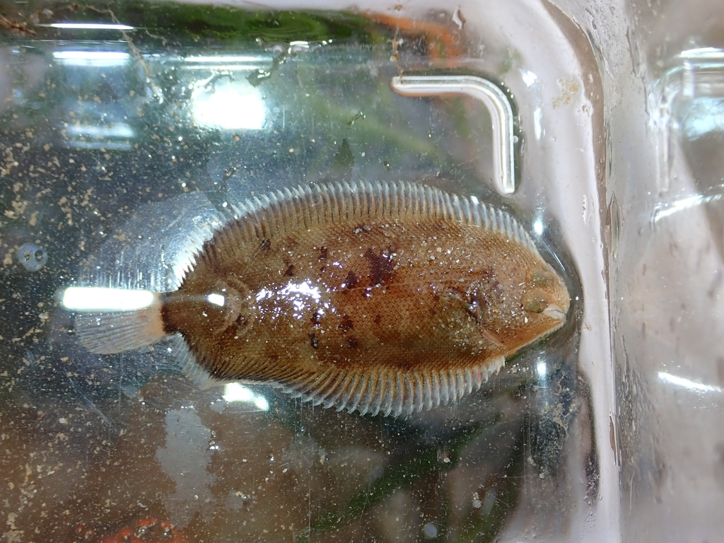 Whiskered Sole