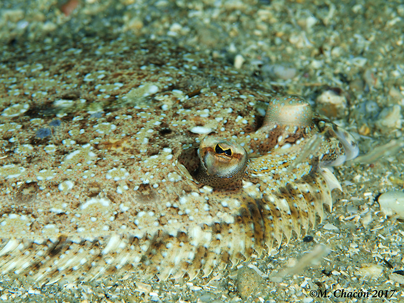 Wide-eyed Flounder