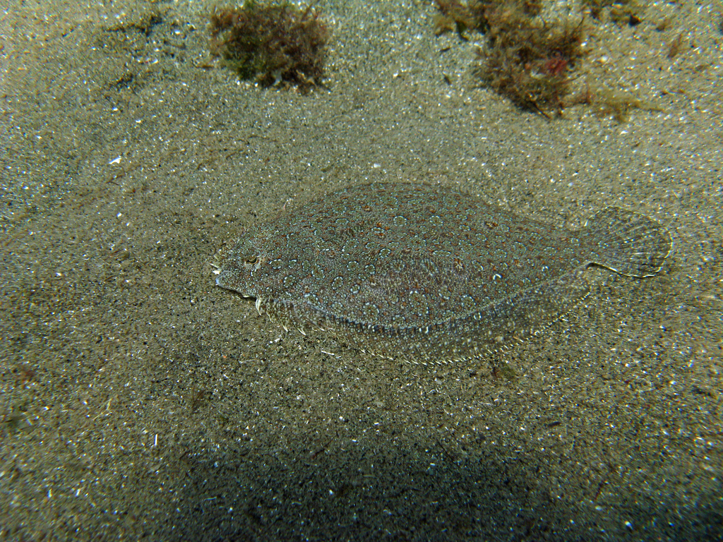 Wide-eyed Flounder