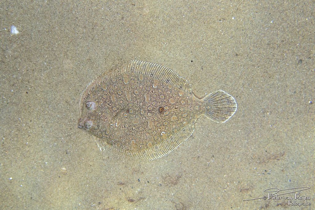 Wide-eyed Flounder