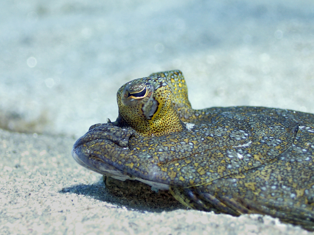 Wide-eyed Flounder