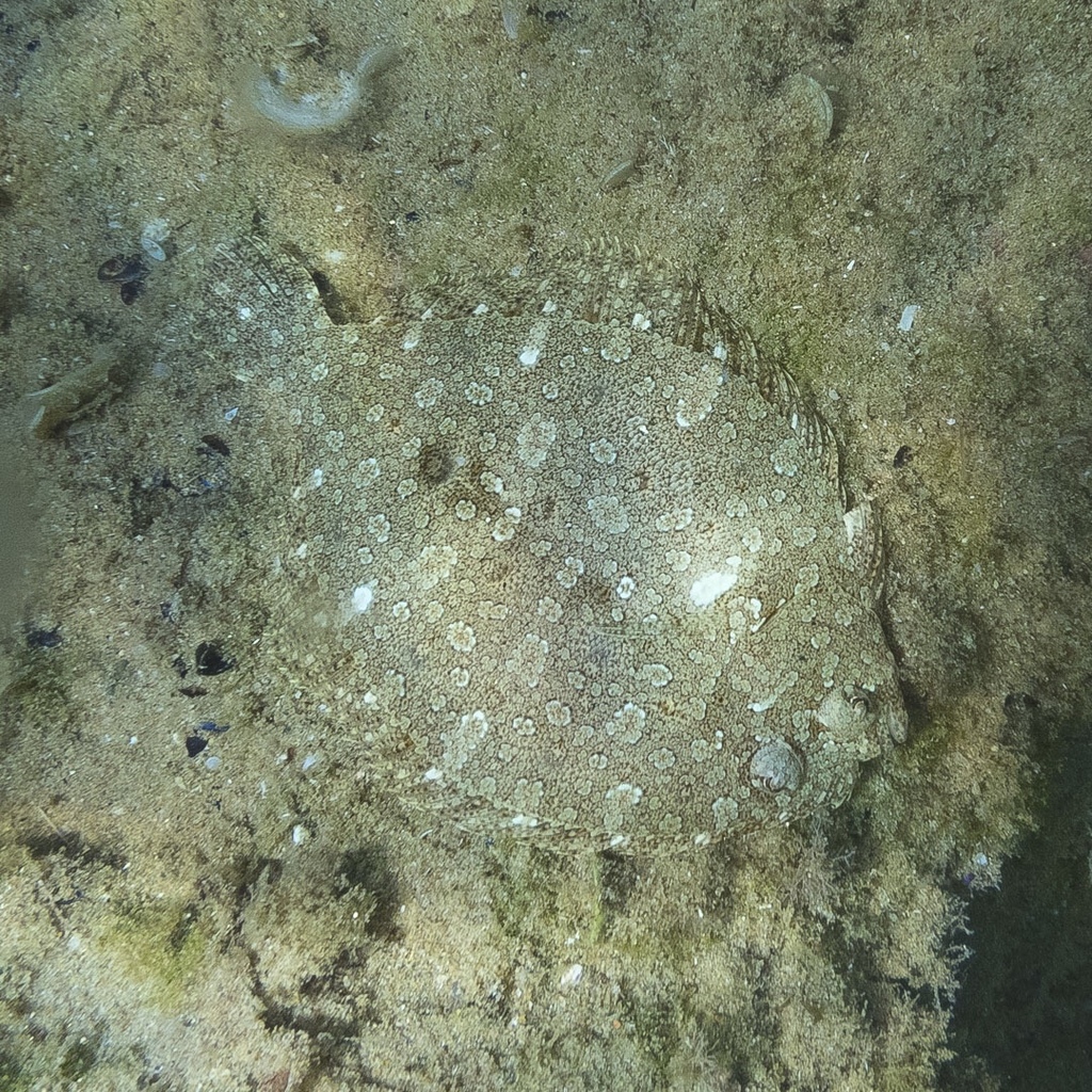 Wide-eyed Flounder