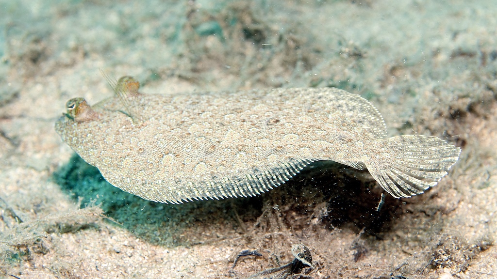 Wide-eyed Flounder