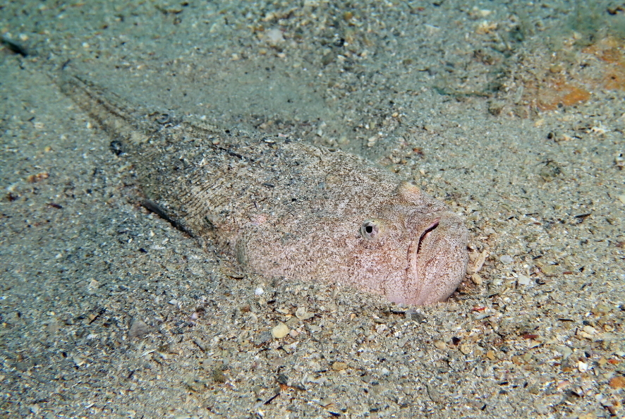 Atlantic Stargazer