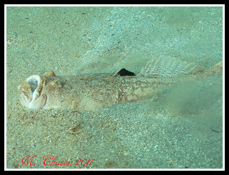 Atlantic Stargazer