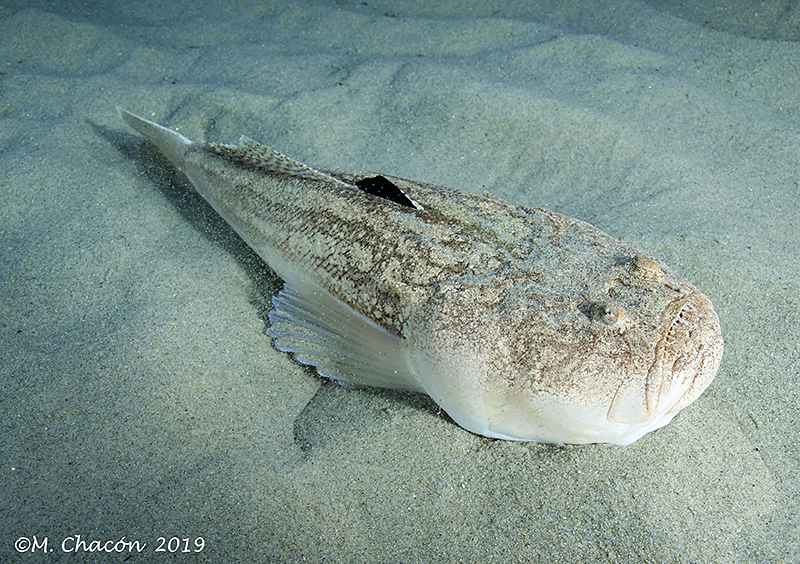 Atlantic Stargazer