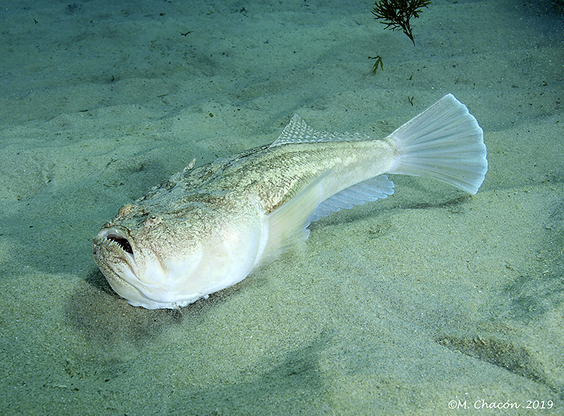 Atlantic Stargazer