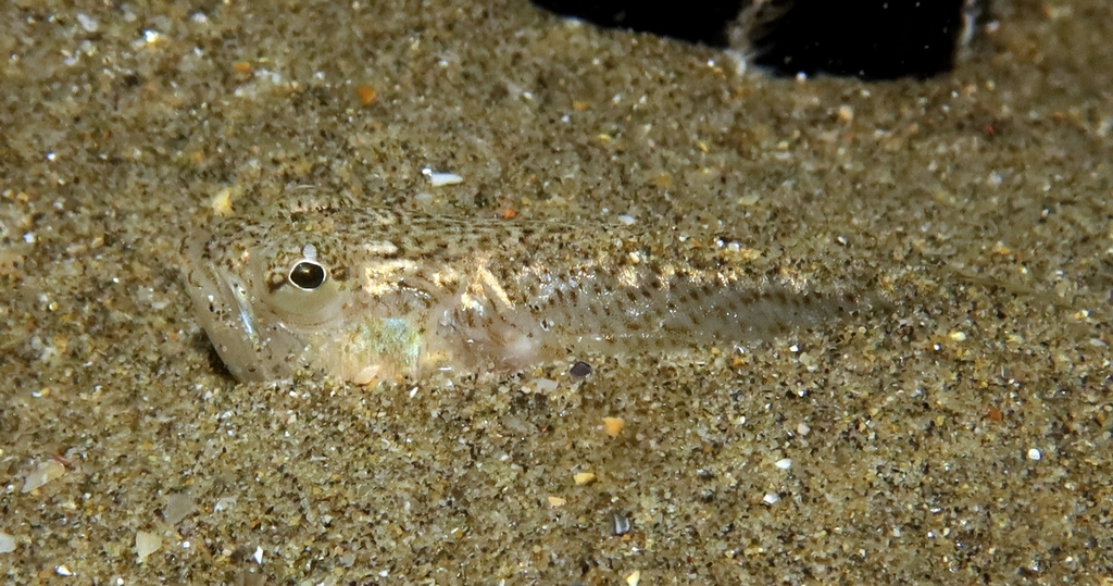 Lesser Weever