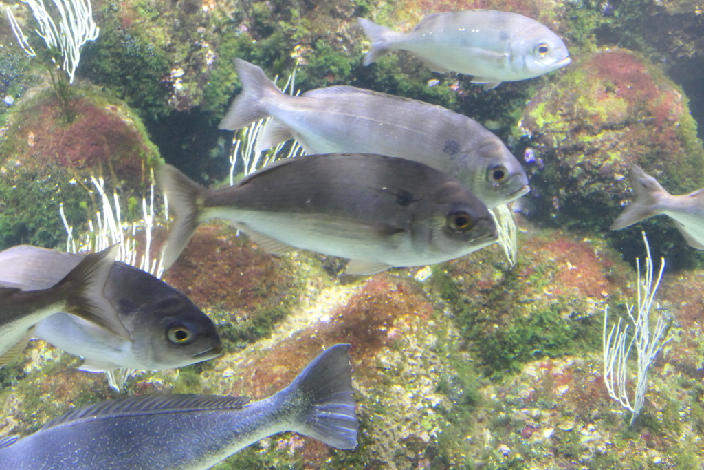 Blackspot Seabream