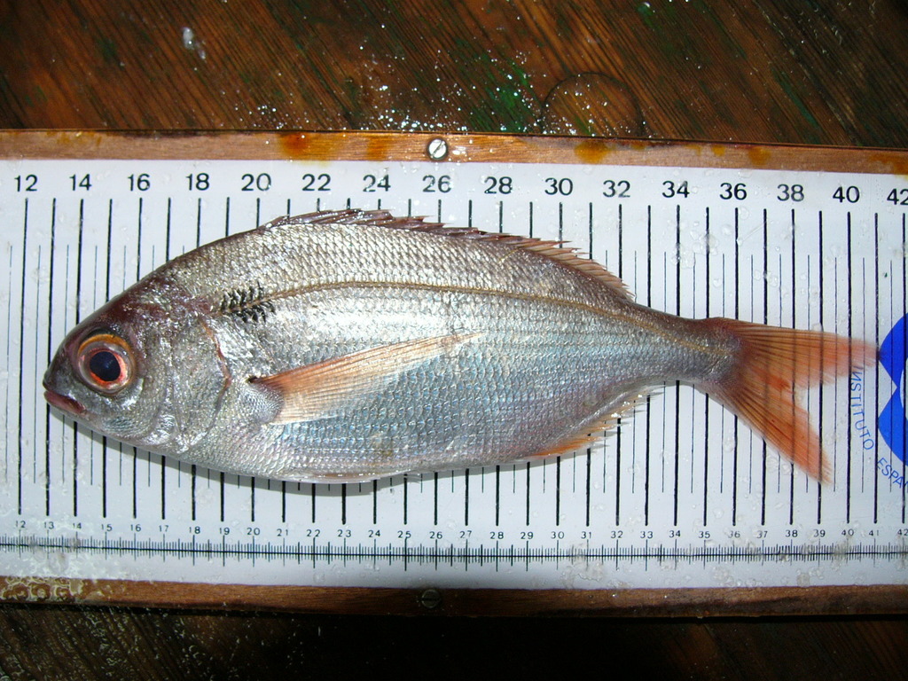 Blackspot Seabream