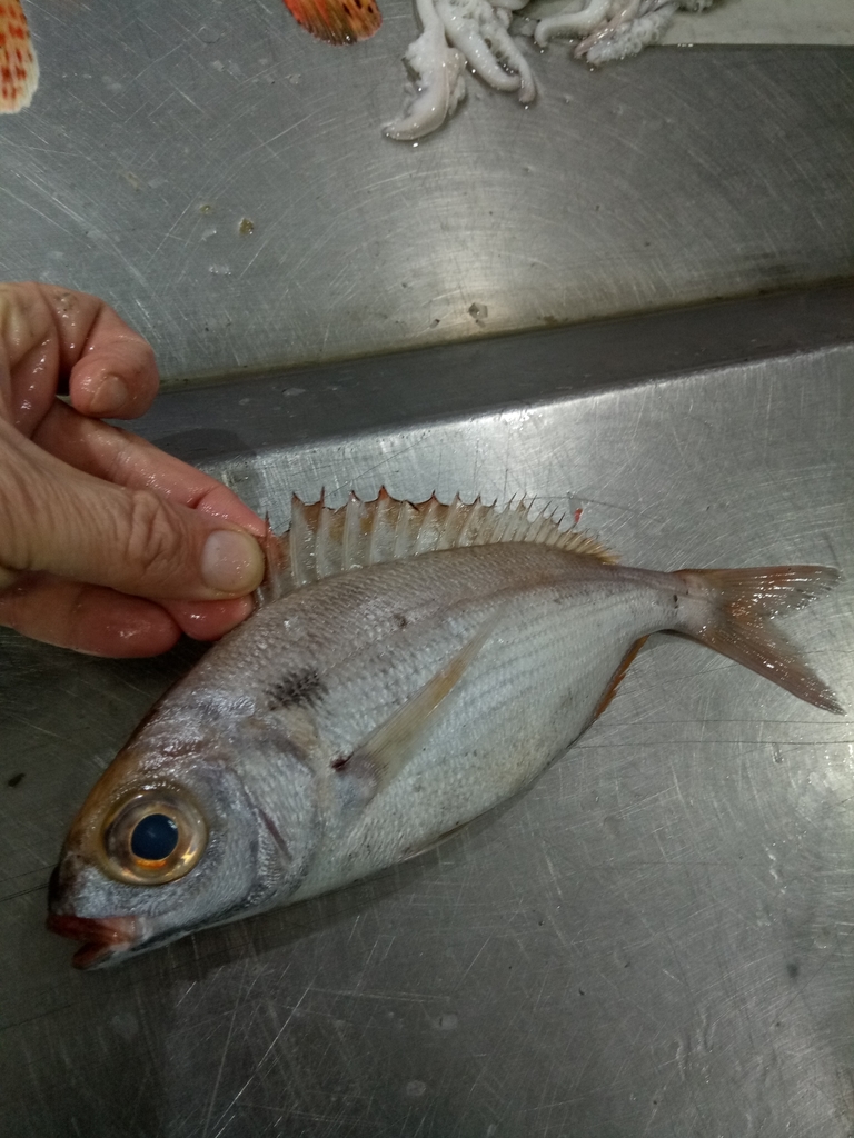 Blackspot Seabream