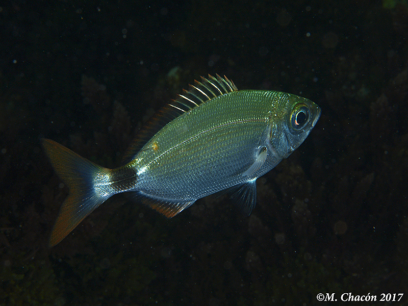 Saddled Seabream