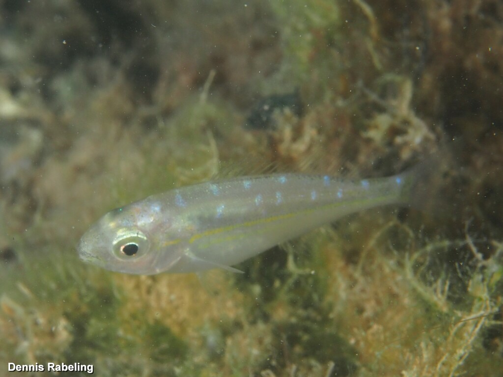 Salema Porgy