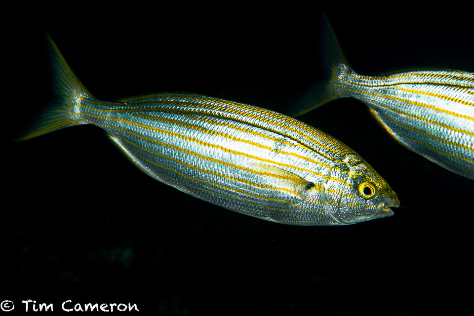 Salema Porgy