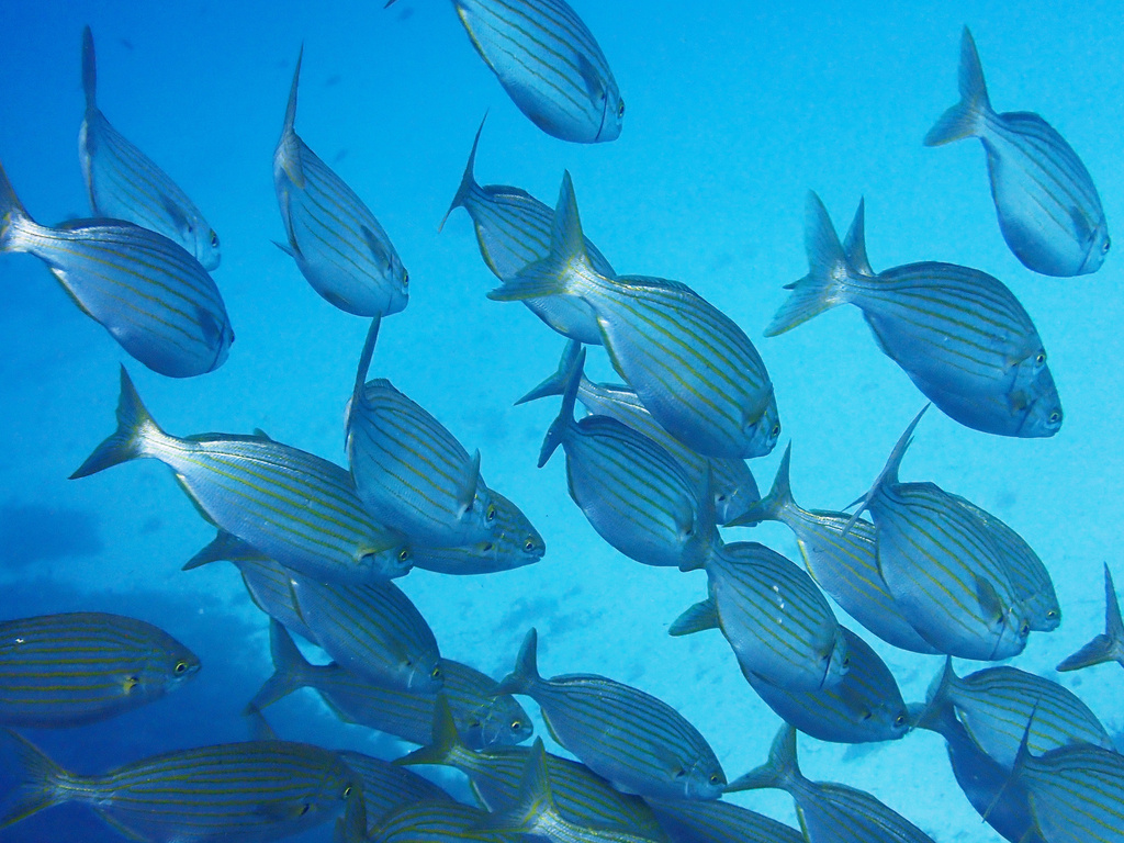 Salema Porgy