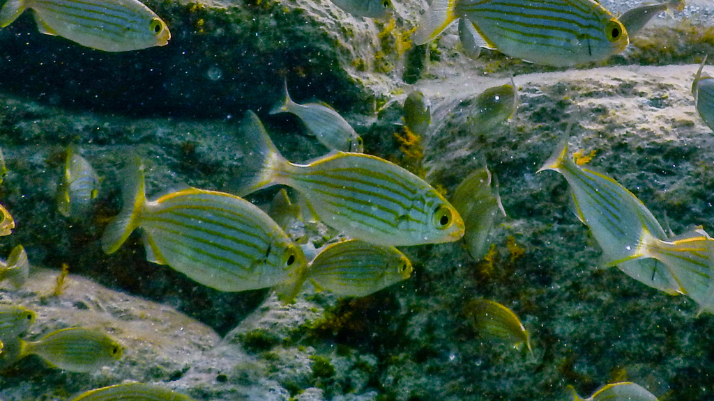 Salema Porgy