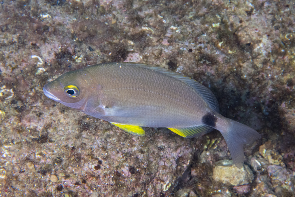 Annular Seabream