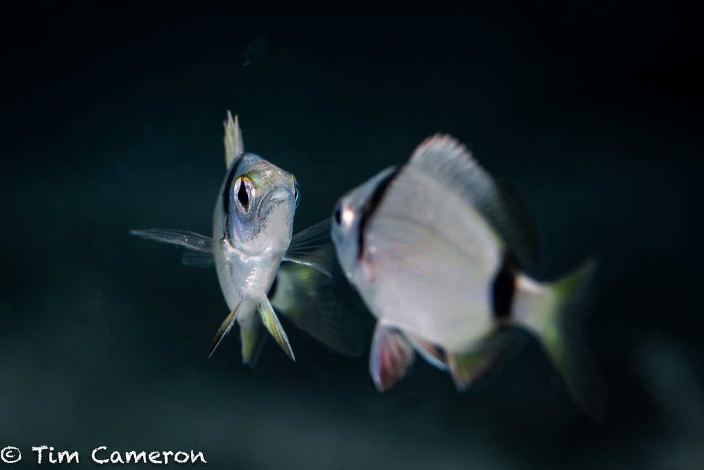 Common Two-banded Seabream