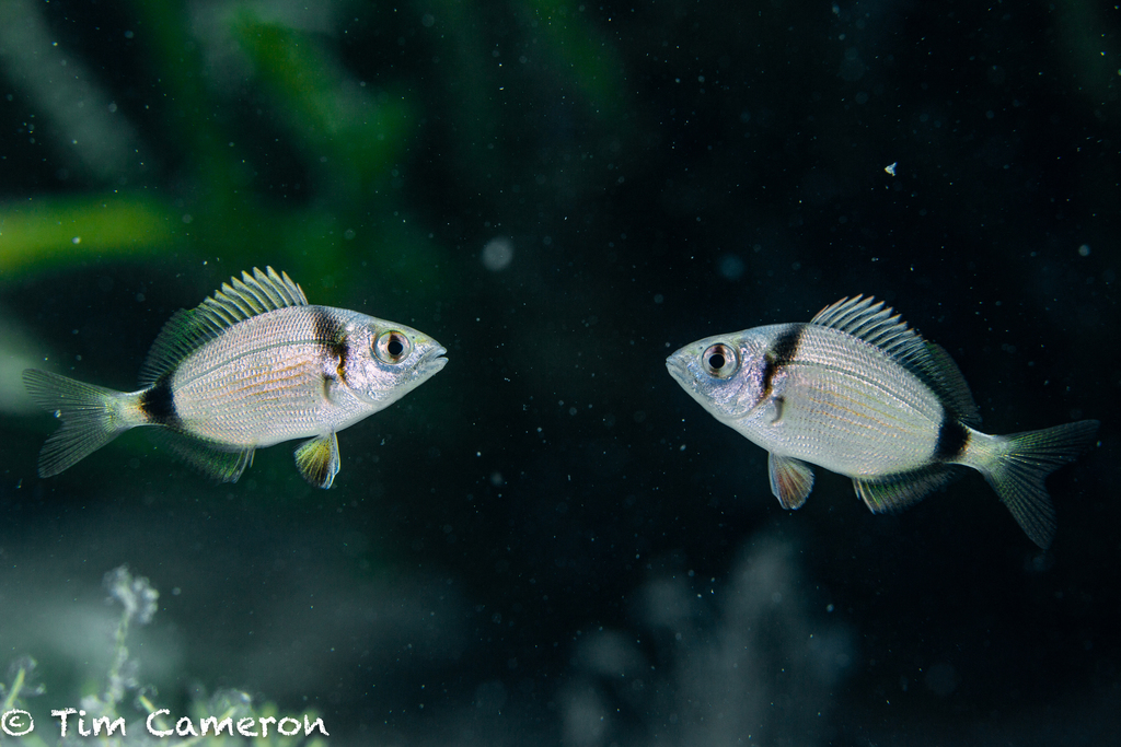 Common Two-banded Seabream