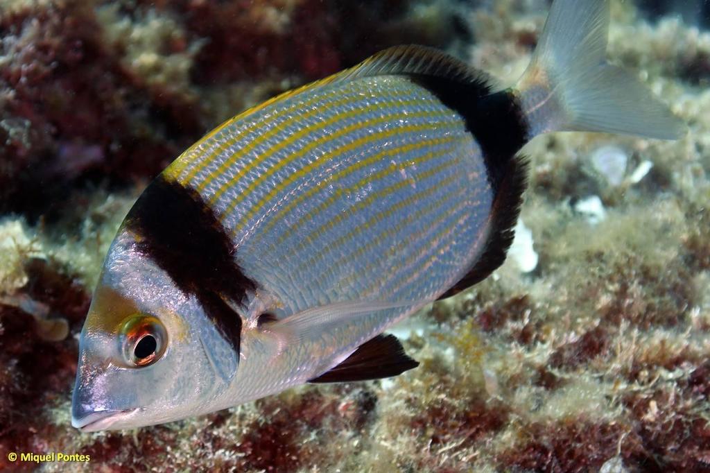 Common Two-banded Seabream