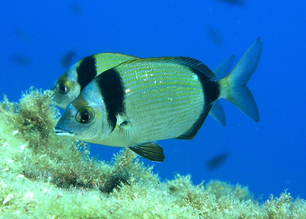 Common Two-banded Seabream