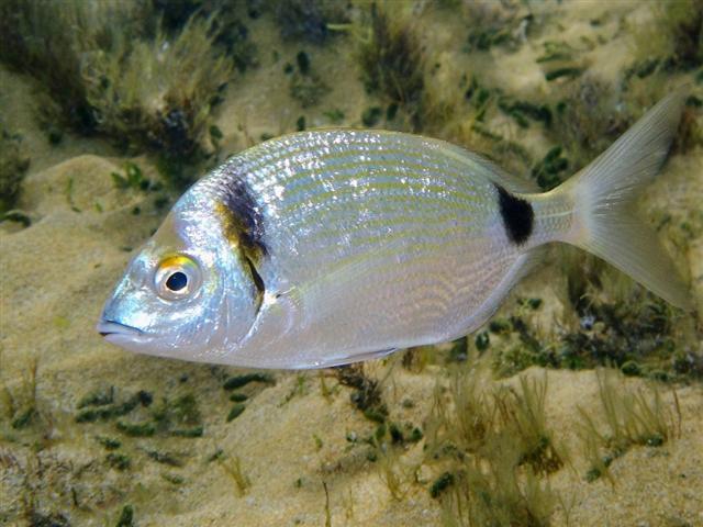 Common Two-banded Seabream