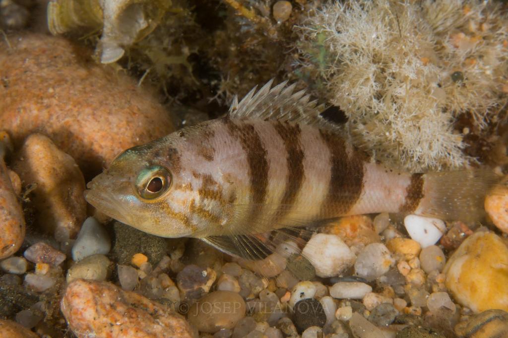 Brown Comber