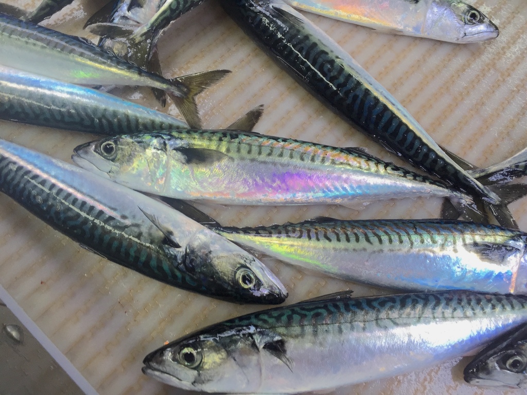 Atlantic Mackerel