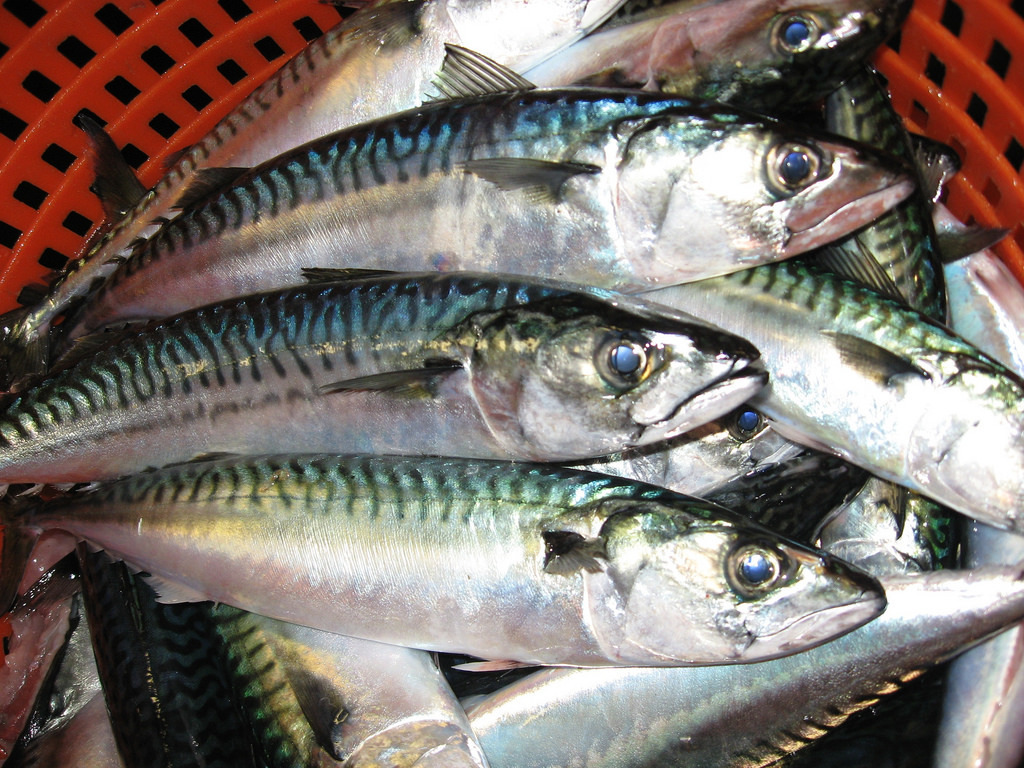 Atlantic Mackerel