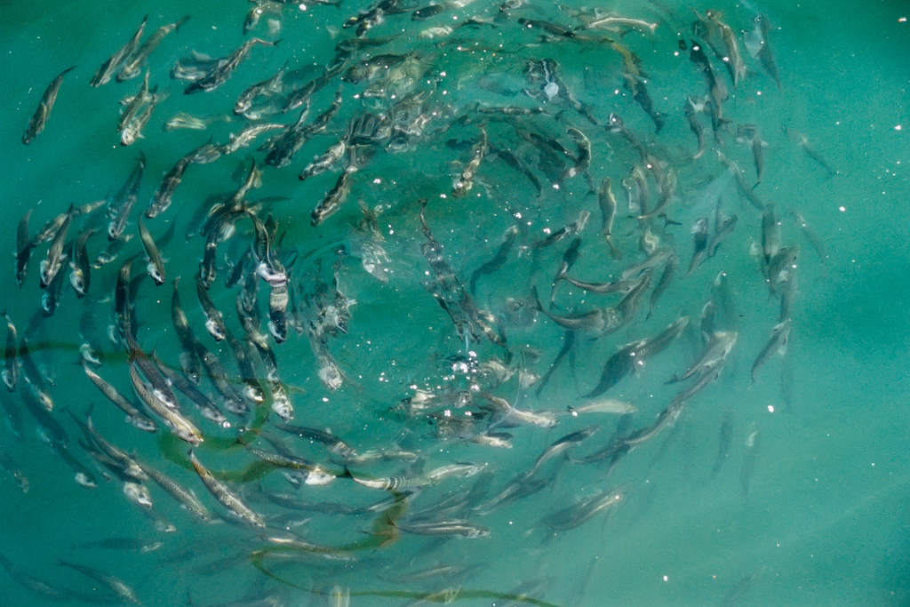 Atlantic Mackerel