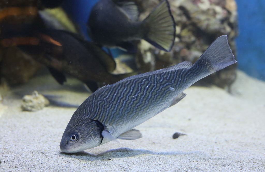 Common Drum