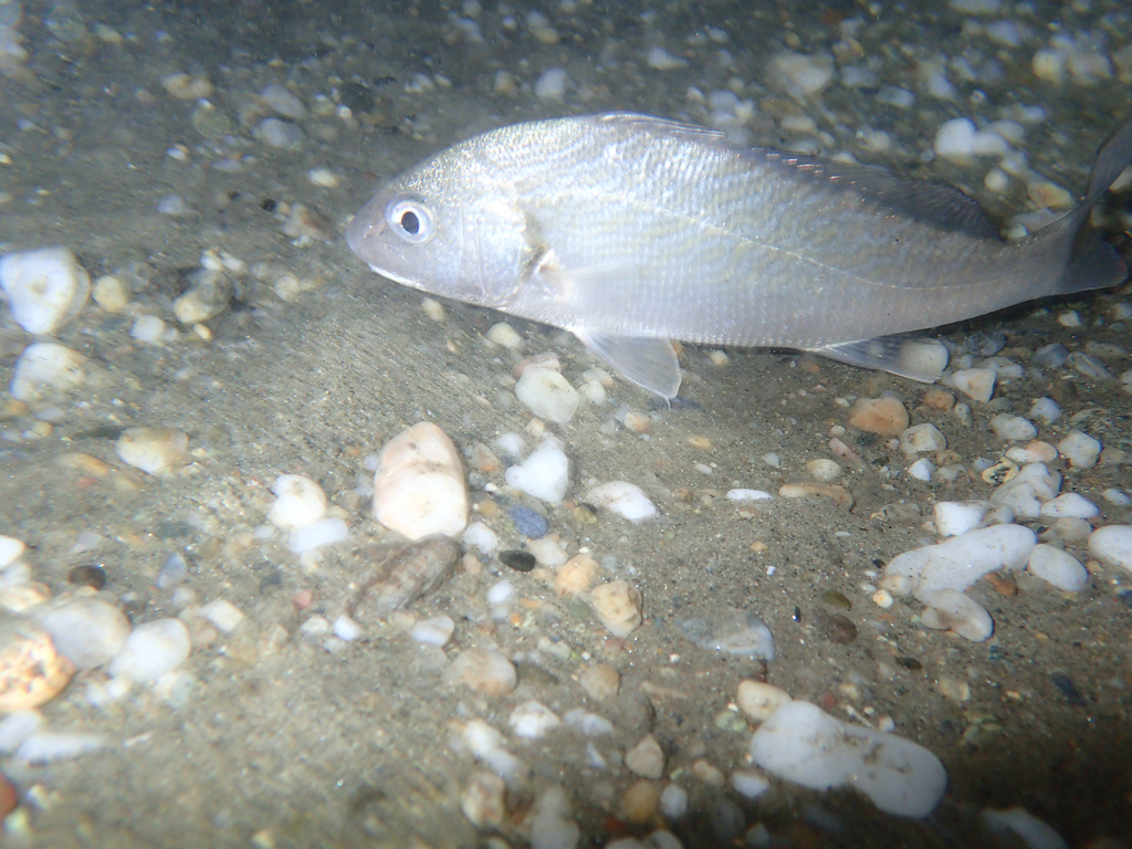 Common Drum