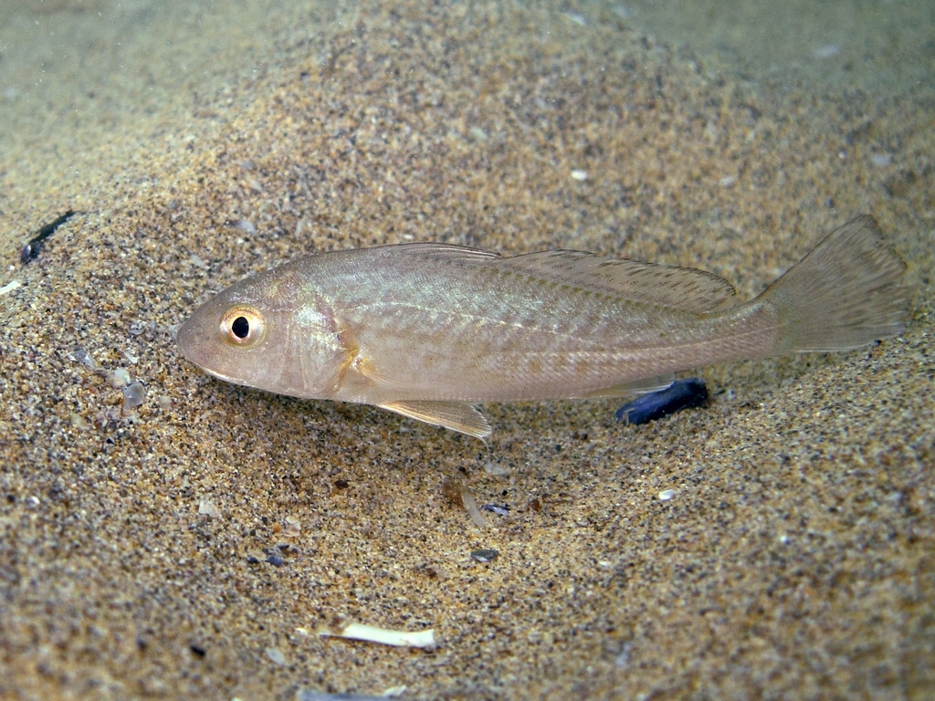Common Drum