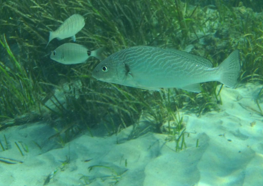Common Drum