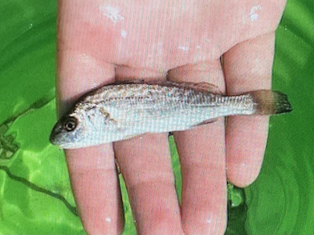 Common Drum