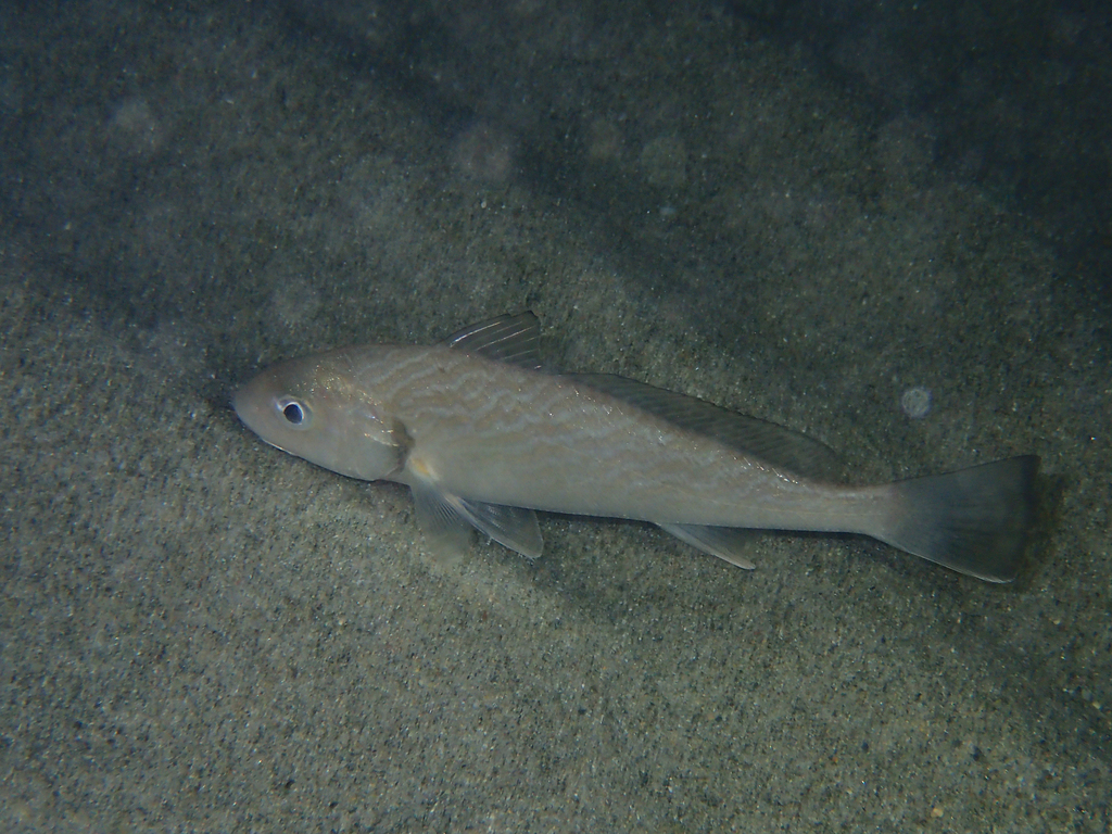Common Drum